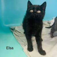 Elsa, chatte à adopter