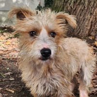 PERCY, chien à adopter