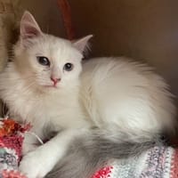 LOKI, chat à adopter