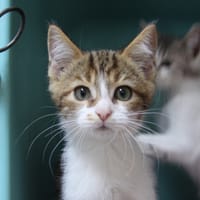 MAC4299, chat à adopter