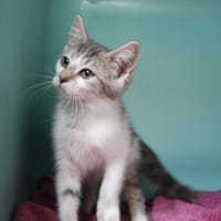 MAC 4305, chat à adopter
