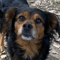 SIMBA, chien à adopter