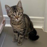 FUZZI, chat à adopter