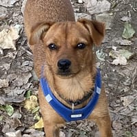 JITU, chienne à adopter