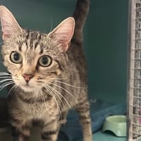 Poupie CAB4670, chatte à adopter