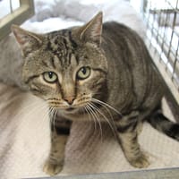 PONPON, chat à adopter