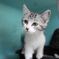 MAC4301, chatte à adopter
