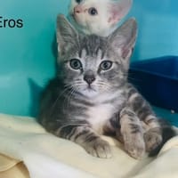 Eros, chat à adopter