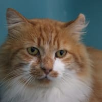 OLIVER, chat à adopter