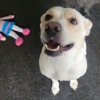 Boost, chienne à adopter