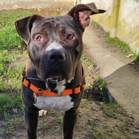 TYSON, chien à adopter