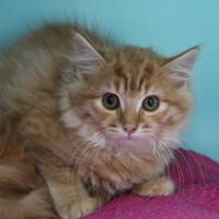 FRISOUILLE, chatte à adopter
