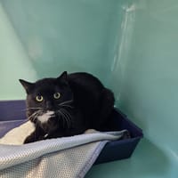 Louni, chat à adopter