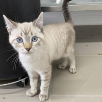 FANCY (en cours d'adoption), chat à adopter