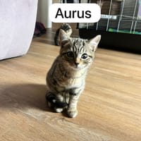 Orus aurus, chat à adopter