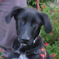 LABOUBOU, chien à adopter