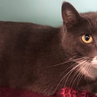 POUNY, chat à adopter