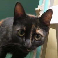 SEGALA, chatte à adopter
