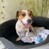 TYRION, chien à adopter