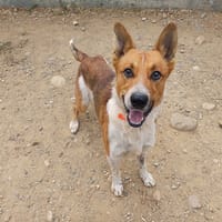 Teddy, chien à adopter