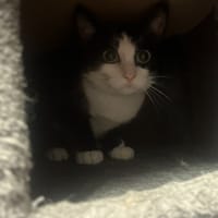 Fifi (réservée), chatte à adopter