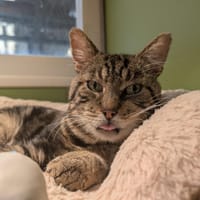 SATURNE A17194, chat à adopter