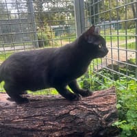 KIKI (réservée), chatte à adopter