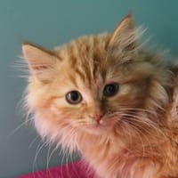 MAC 4290, chat à adopter