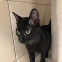 BAGHEERA, chat à adopter