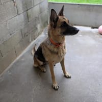 JASIA, chienne à adopter