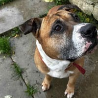 MASTOC, chien à adopter