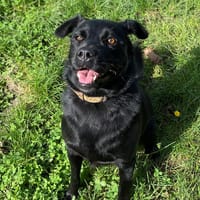Tania, chienne à adopter