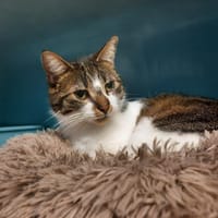 Théo (ex-Stitch), chat à adopter