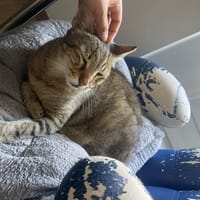 Grizzly, chat à adopter