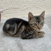 FLEX, chatte à adopter
