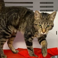 ADELINE, chatte à adopter