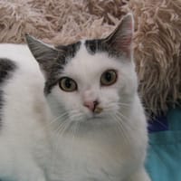 DOUDOU, chat à adopter