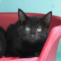 MAC 4287, chatte à adopter