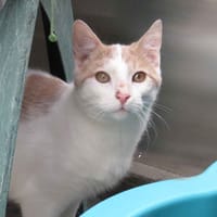 NOUGAT, chat à adopter