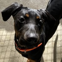 TOKYO, chien à adopter