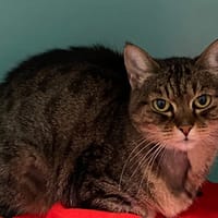 ELODIE, chatte à adopter