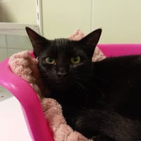 ADIME, chat à adopter