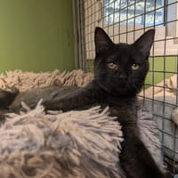 ASTRAL A17191, chatte à adopter