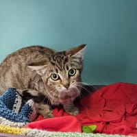 chips, chatte à adopter
