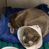 WENDY, chatte à adopter