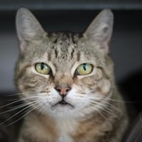 Aude, chatte à adopter