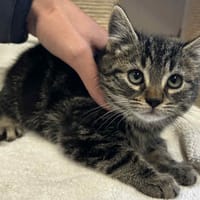 BARBABELLE, chatte à adopter