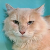 Casper, chat à adopter