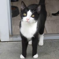 OMEGA (réservé), chat à adopter