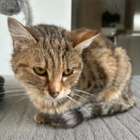 PAB28075 AUDI, chat à adopter